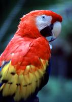 Pretty Bird�
